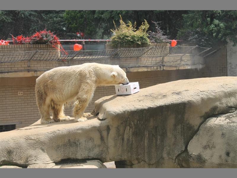 Zoo puts down Africa’s last polar bear | Sandton Chronicle