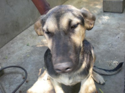 Doggy