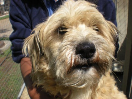 Benji