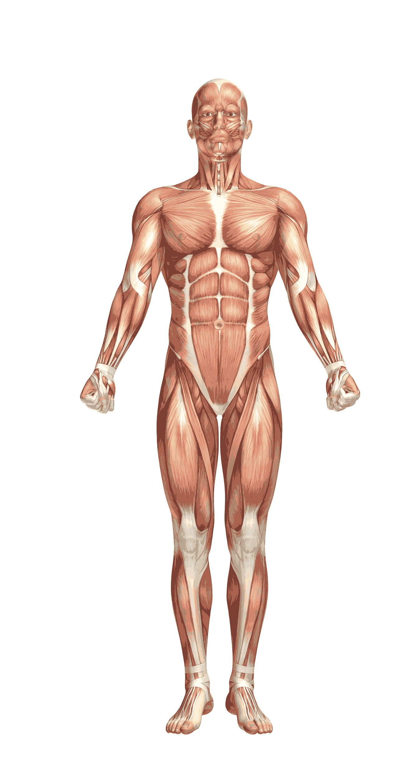 BODY