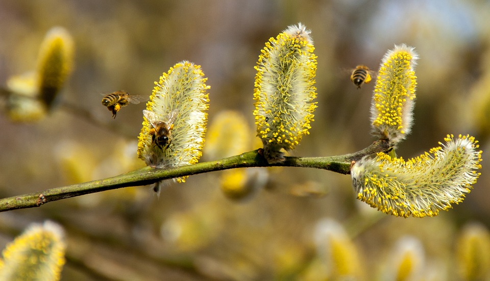 bees-2142571_960_720