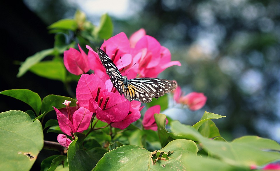 flower-1720611_960_720