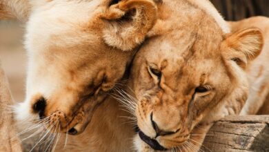 lions-cuddle
