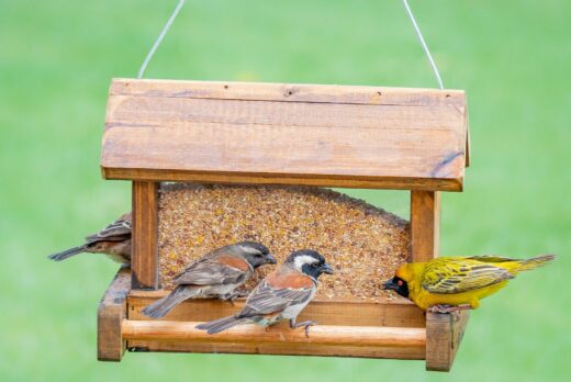 Alice Coetzee - 15-07-2022-gardening - birds- photo 1
