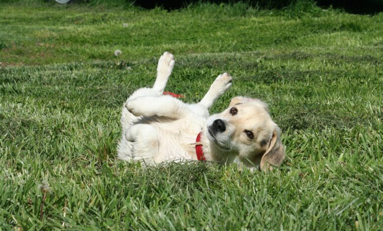 ElanaWagner-13-01-2023-Pets-DogBehaviour.2