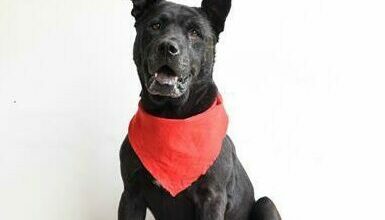 Rosie is a nine-year-old female Labrador.