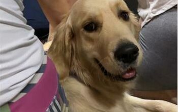 Woodrock Animal Rescue pup joins in on the yoga session