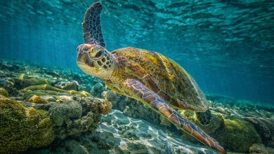 Green Turtle
