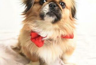 Herbert is a three-year-old male Pekingese.