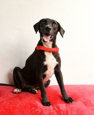Blackie is a five year old mixed breed.