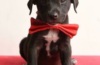 Cameron is a seven- week-old male mixed breed.