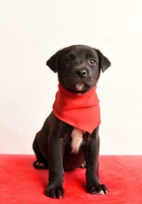 Charlotte is a seven-week-old female mixed breed.