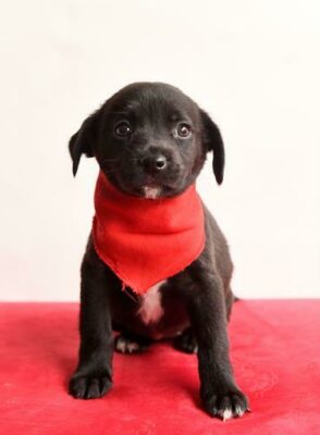 Chelsea is a seven-week-old female mixed breed.