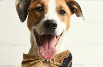 Jaime is a two-year-old male mixed breed.