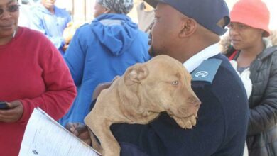Karabo Chakale brought her beautiful companion, Ginger, over to the SPCA's inspector John Mokwana for sterilisation.