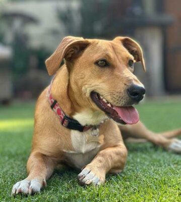 Hazel Grace is described by her owner as being happy.