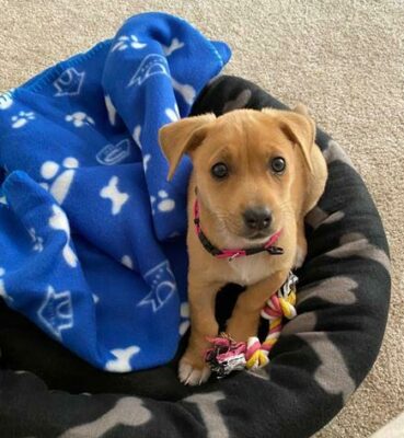 Hazel Grace as a puppy, on the day she changed Tarryn Wishart's life, according to Wishart.