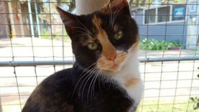 Mittens is a six-month-old female calico domestic short hair.