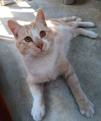 Murphy is a two-year-old male ginger domestic medium hair.
