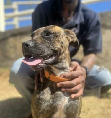 Rosa is a one-year-old female mixed breed.