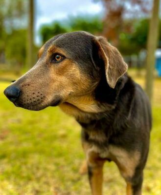 Rudy is a two-year-old male cross Doberman.
