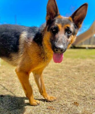 Siesta is a one-year-old female German shepherd.