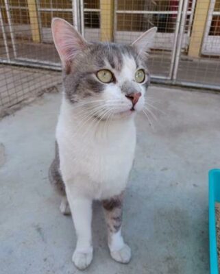 Sylvester is a two-year-old male grey and white domestic medium hair.