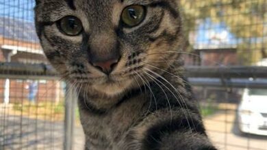 Theo is a two-year-old tabby male domestic short-hair.