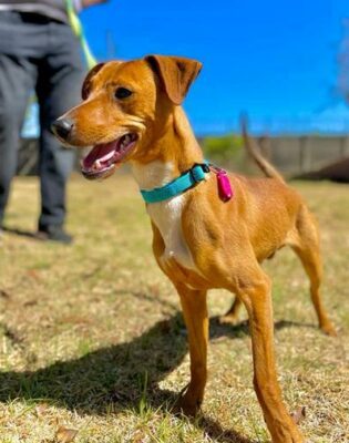 Tommy is a six-month-old male mixed breed.
