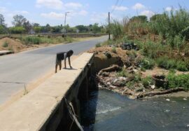 Road User Naidine Sibanda on her tour of bridges in Buccleuch, observing the low bridge on Bridge Road. Photo: Lebogang Tlou