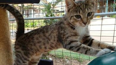 Talula is a six-month-old female tabby and white domestic shorthair.