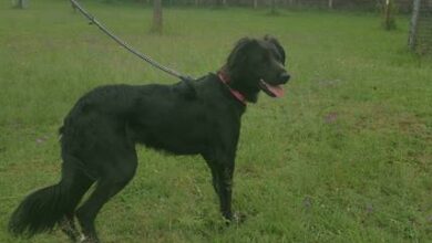 Kyla is a female one-year-old Border collie.