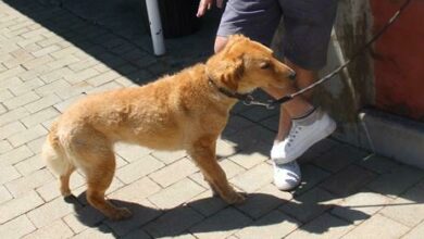 Frisky the friendly Golden Retriever mix with her dad Storman Norman in Sandton. Photo: Lebogang Tlou