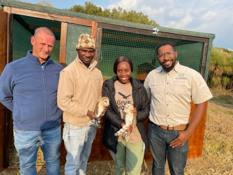 Newly ringed barn owls rescued in Daveyton are now part of a vital conservation project.