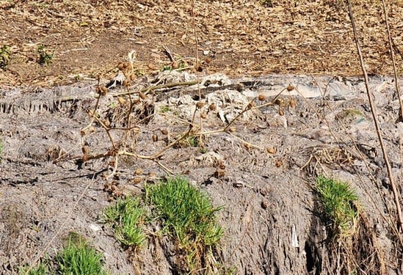 The clean waters of Morningside’s Sandspruit River, as well as its diverse wildlife, are at risk due to recurring sewage blockages and spills.