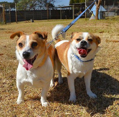 Looking to add a furry friend to your family? Sandton SPCA offers loving pets ready for adoption with an affordable fee that covers all essential health care.