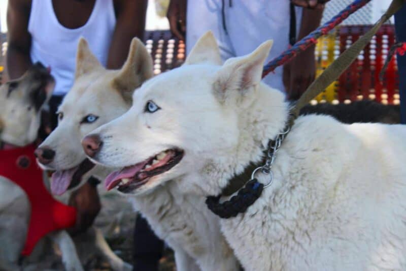 Sandton SPCA encourages vaccination ahead of World Rabies Day.