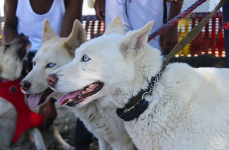 In commemoration of World Rabies Day, the Sandton SPCA urges South Africans to unite against rabies, a 100% preventable disease that still claims thousands of lives each year.