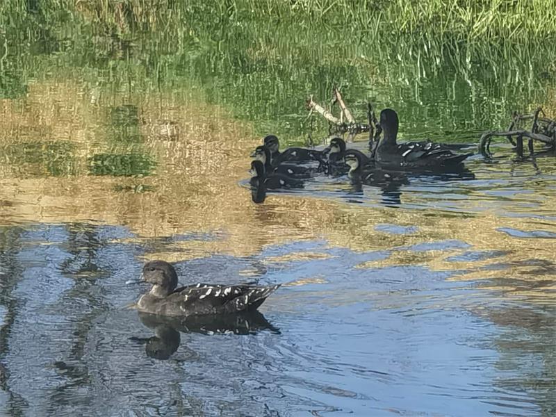 Amid rising sewage pollution, Ward 109 councillor Lori Coogan is championing a natural, community-driven solution to restore the Sandspruit River's health, and she's calling on residents to be part of the change.