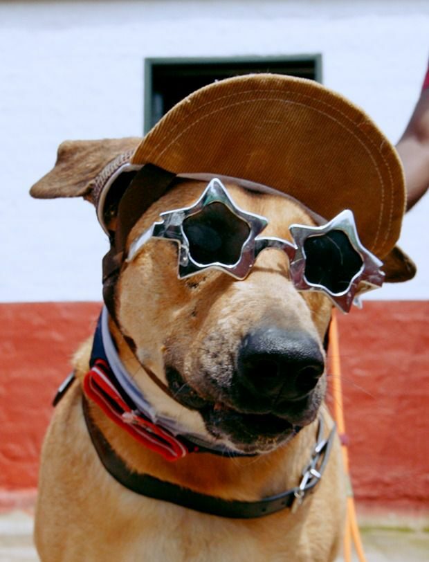 Music campaign hopes to give three forgotten dogs a Christmas miracle