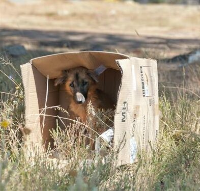 It's a terrifying moment when your beloved pet goes missing. Before you panic, follow these steps recommended by your local SPCAs.