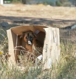 It's a terrifying moment when your beloved pet goes missing. Before you panic, follow these steps recommended by your local SPCAs.