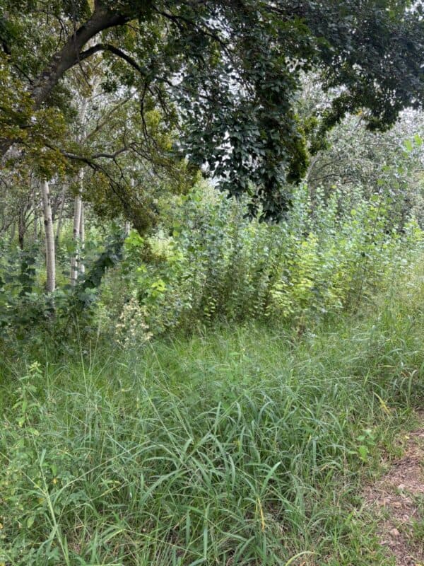 After more than six months of appeals, partial grass cutting at the Morningside park has raised fresh concerns about the city’s maintenance plans.