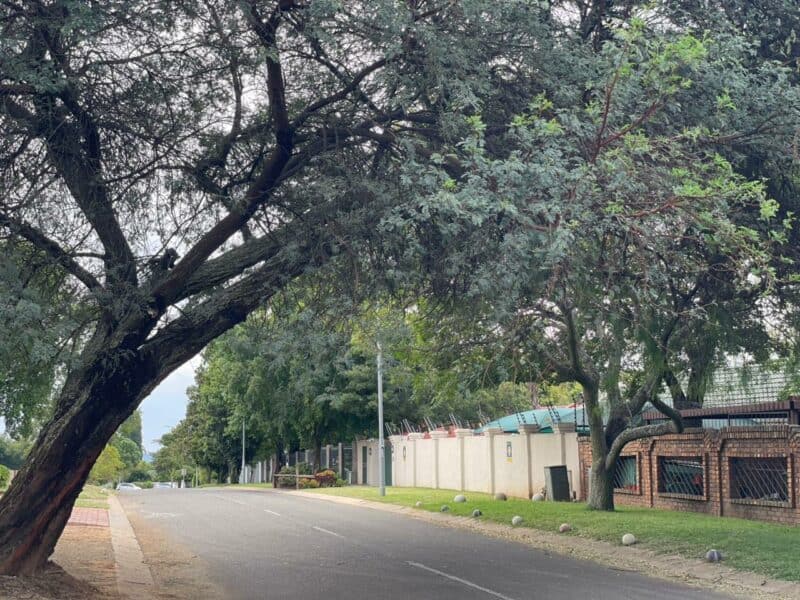 Following complaints from residents, Ward 109 councillor Lori Coogan confirms Johannesburg City Parks and Zoo will remove a tree leaning on Freezia Road in Wendywood to ensure public safety.