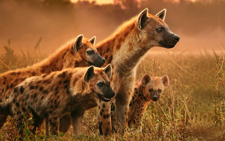 Follow four predator families fighting for survival in Zambia. ‘Kingdom’ premieres tonight.