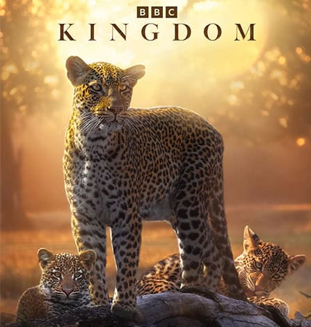 Leopards