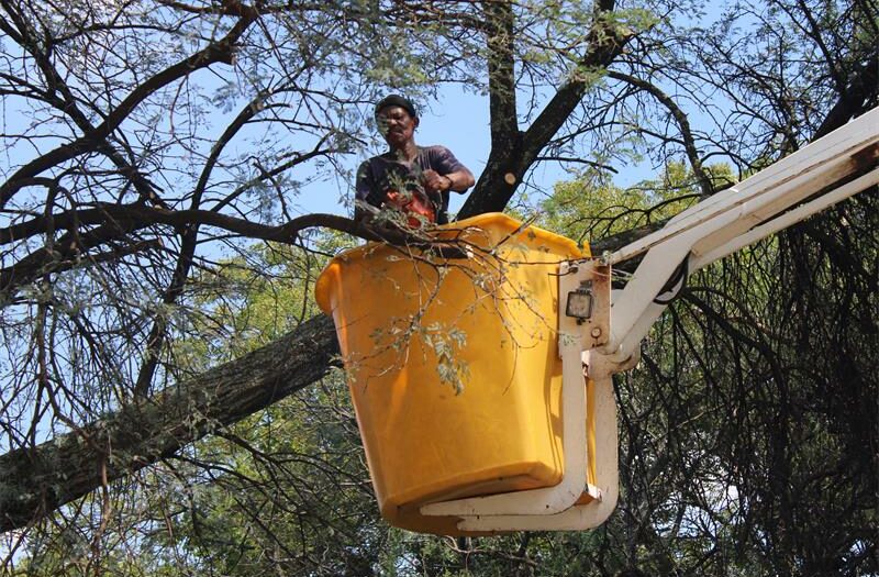 Johannesburg City Parks and Zoo says decision was taken as a last resort following complaints and an arboricultural assessment.