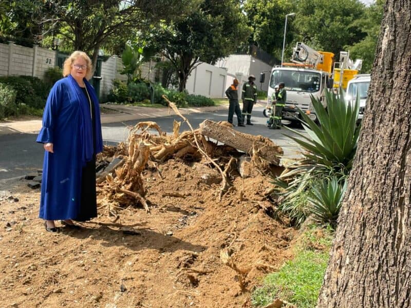 A long-standing safety risk caused by raised tar and invasive tree roots in Gallo Manor is finally being tackled following rain and equipment issue delays.