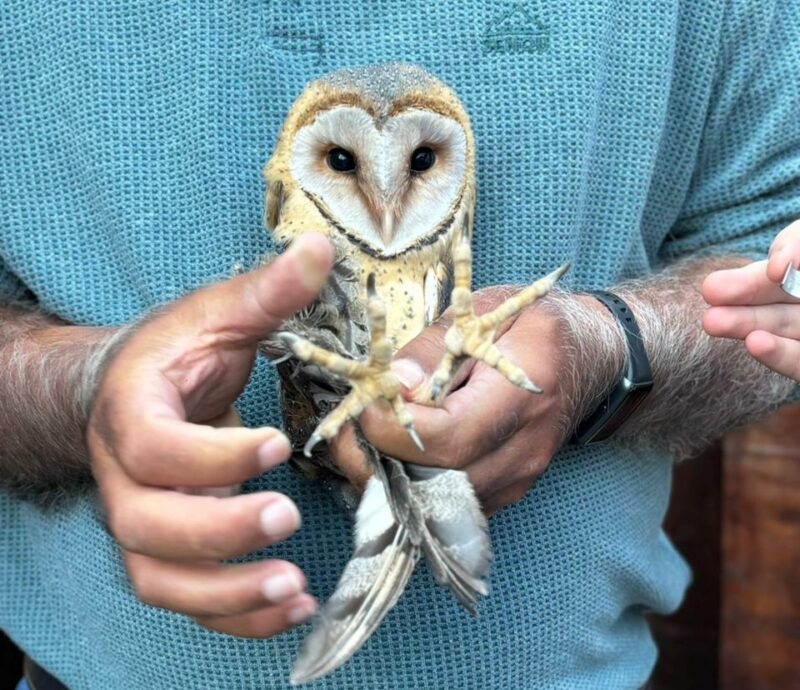 From rescue in Cosmo City to release in Sandton, young owls take their next step toward freedom while teaching learners about conservation.
