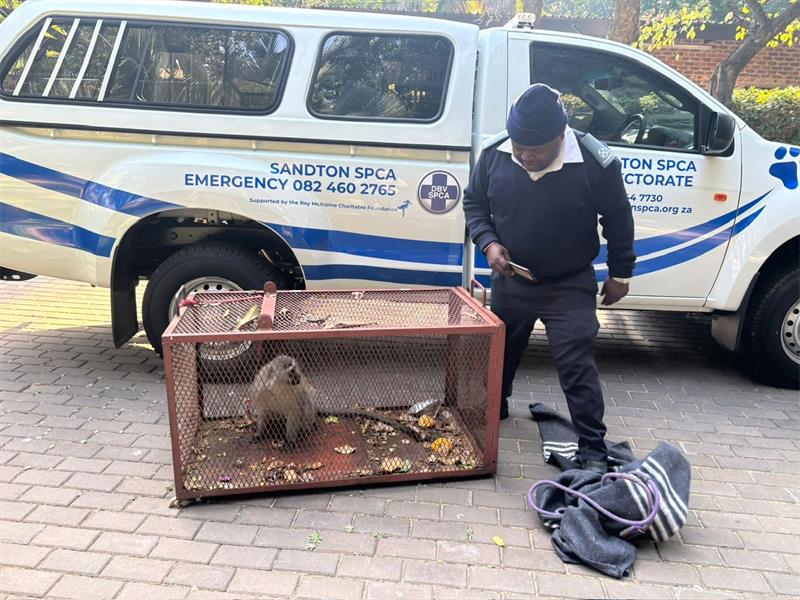 Sandton SPCA rescued a young male vervet monkey that wandered into residential properties in Sandhurst and returned it to the wild after veterinary clearance.